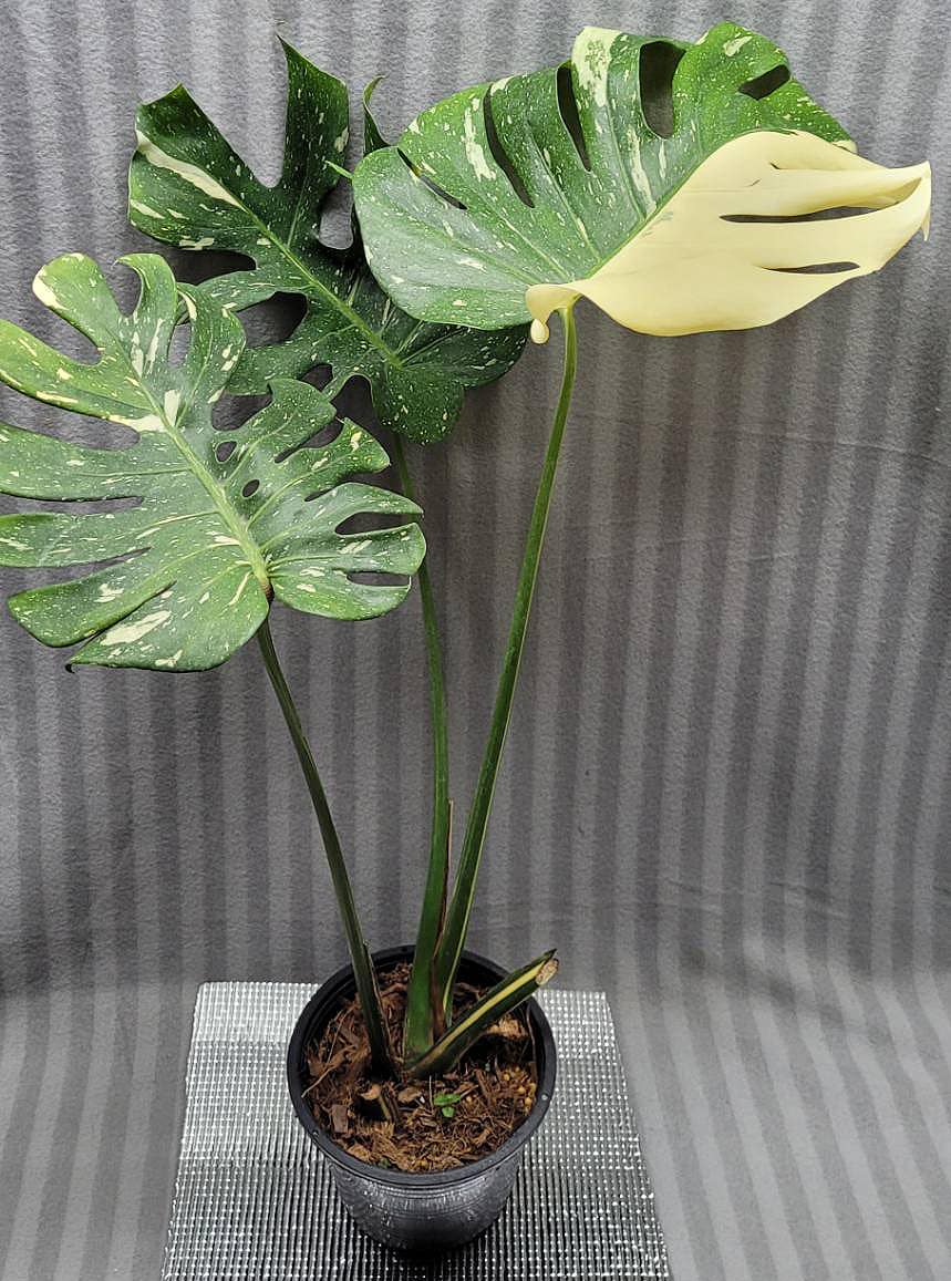 not philodendron aroid alocasia hoya Hoya rooted baby monstera deliciosa 