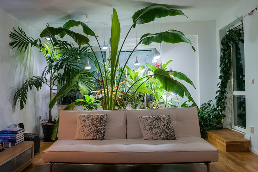 Tropical plants growing indoors