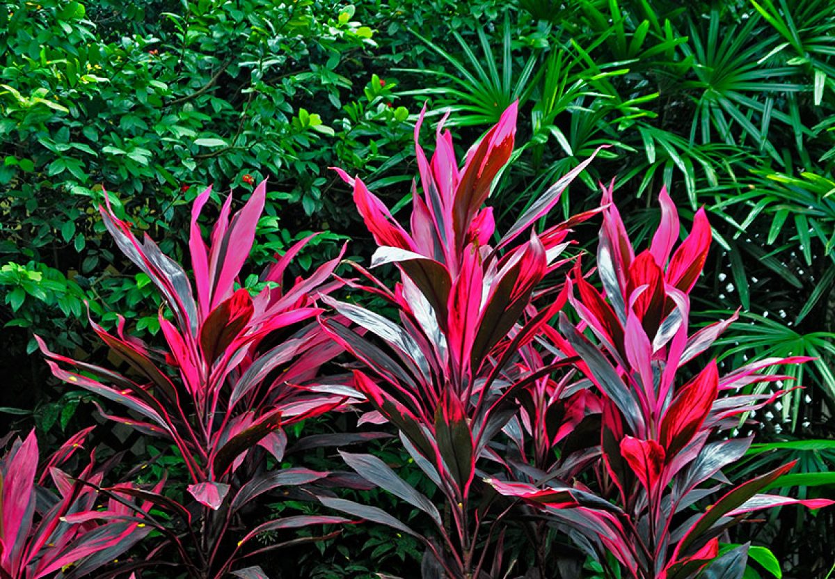 adding tropical colors: hawaiian ti plant (cordyline fruticosa