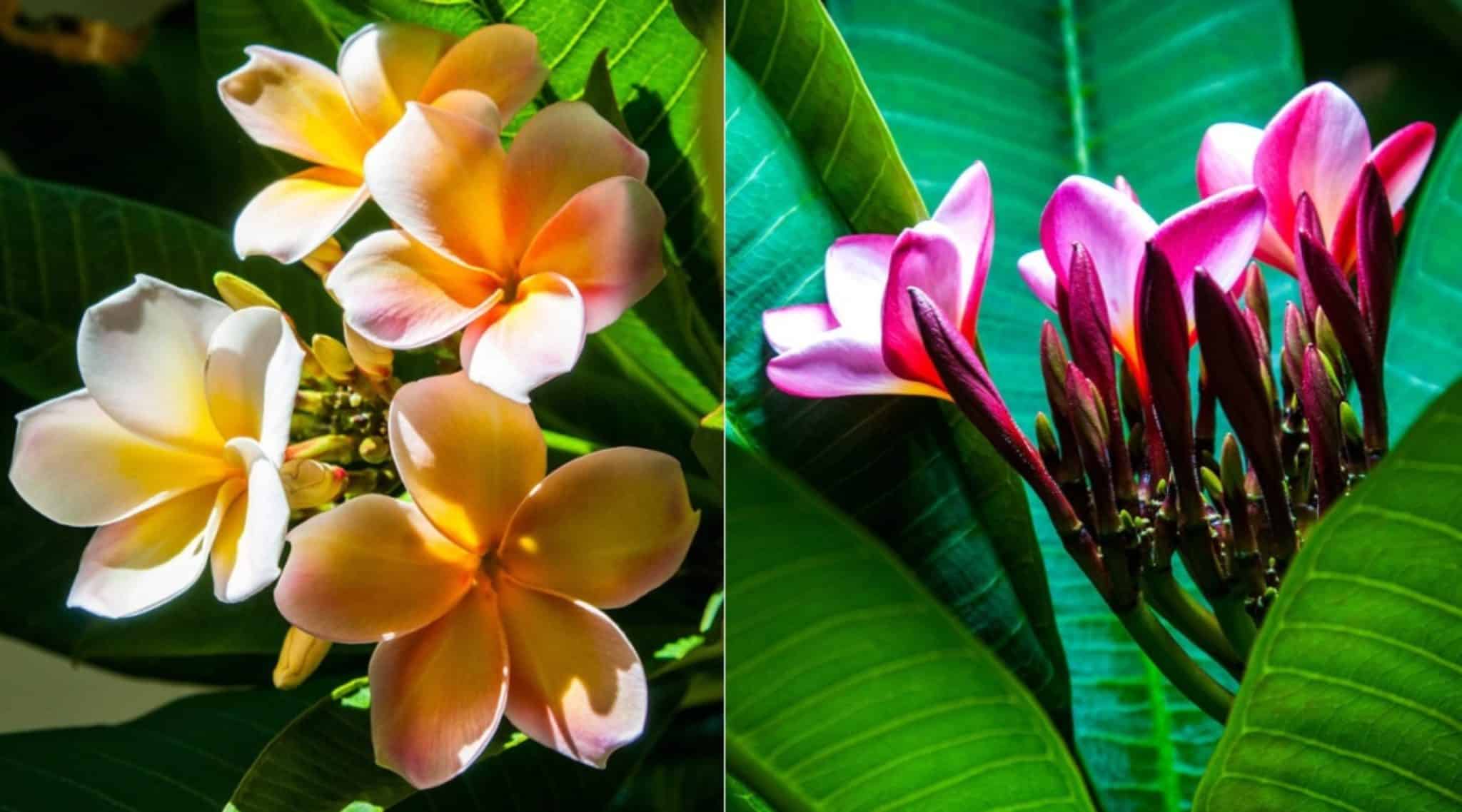 Video update Growing Plumeria (Frangipani) indoors Tropics Home