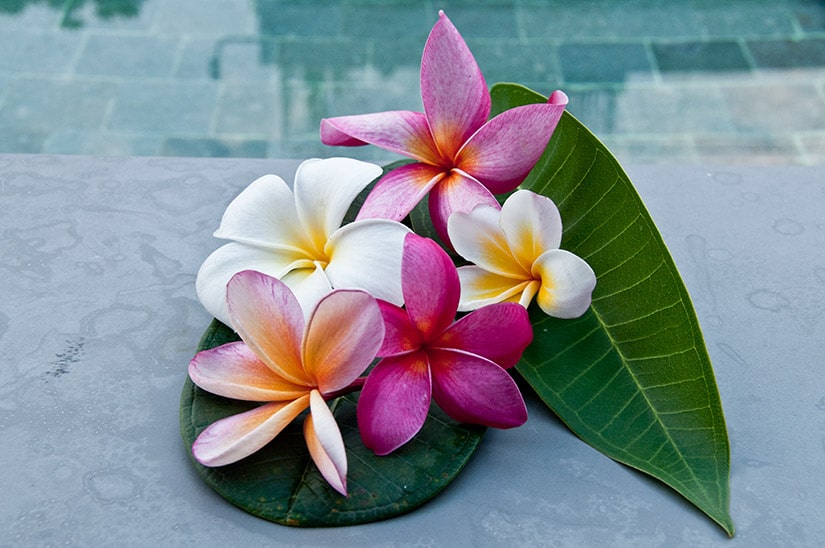 How to grow Plumeria (Frangipani) indoors in containers. Introduction to Plumeria. (part 1/5)