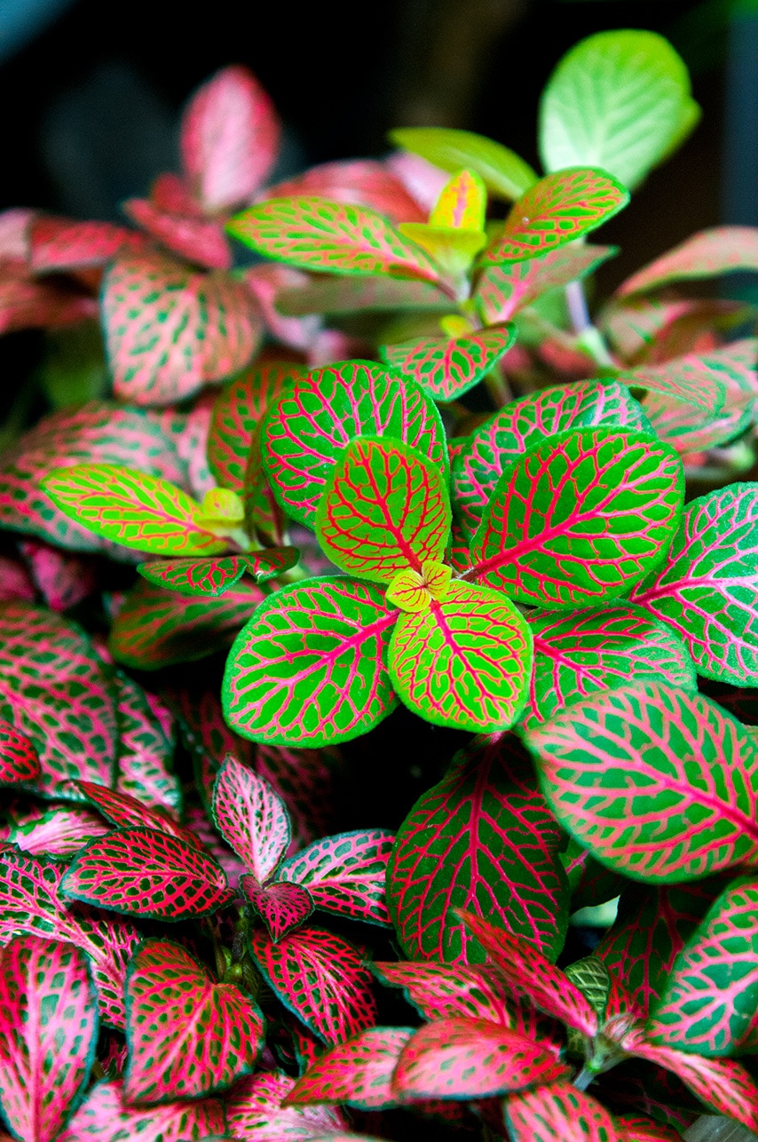Fittonia Nerve Plant As Your House Plant