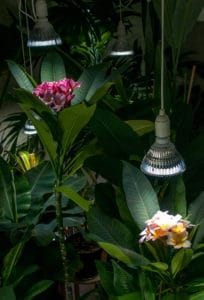Flowering Plumeria under LED lamps