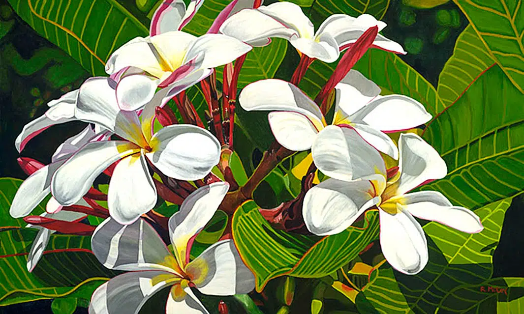 How to grow Plumeria (Frangipani) indoors in containers. Closer look. Cultivars. True or fake on eBay? (part 2/5)