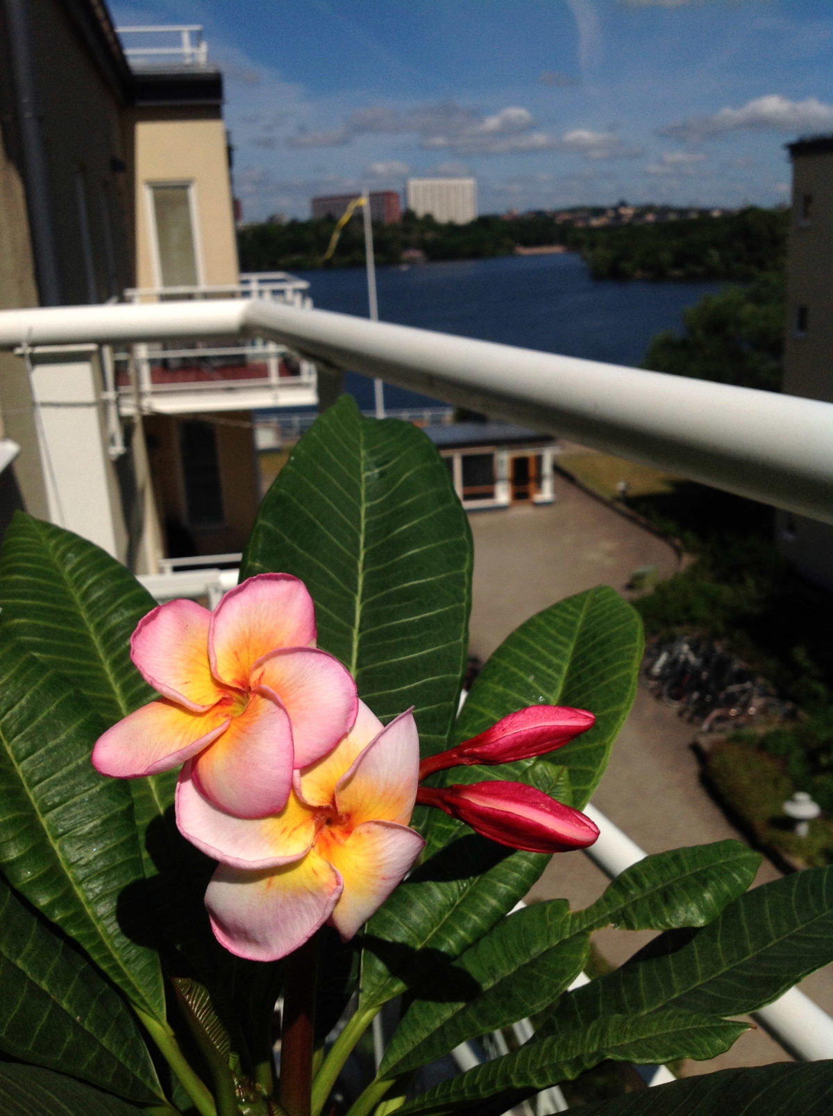 Care for flowering Plumeria (Frangipani) indoors. (part 4/5)