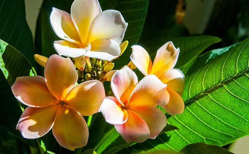 Solving Plumeria problems when growing indoors. (part 5/5)