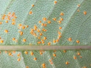 Plumeria rust fungus