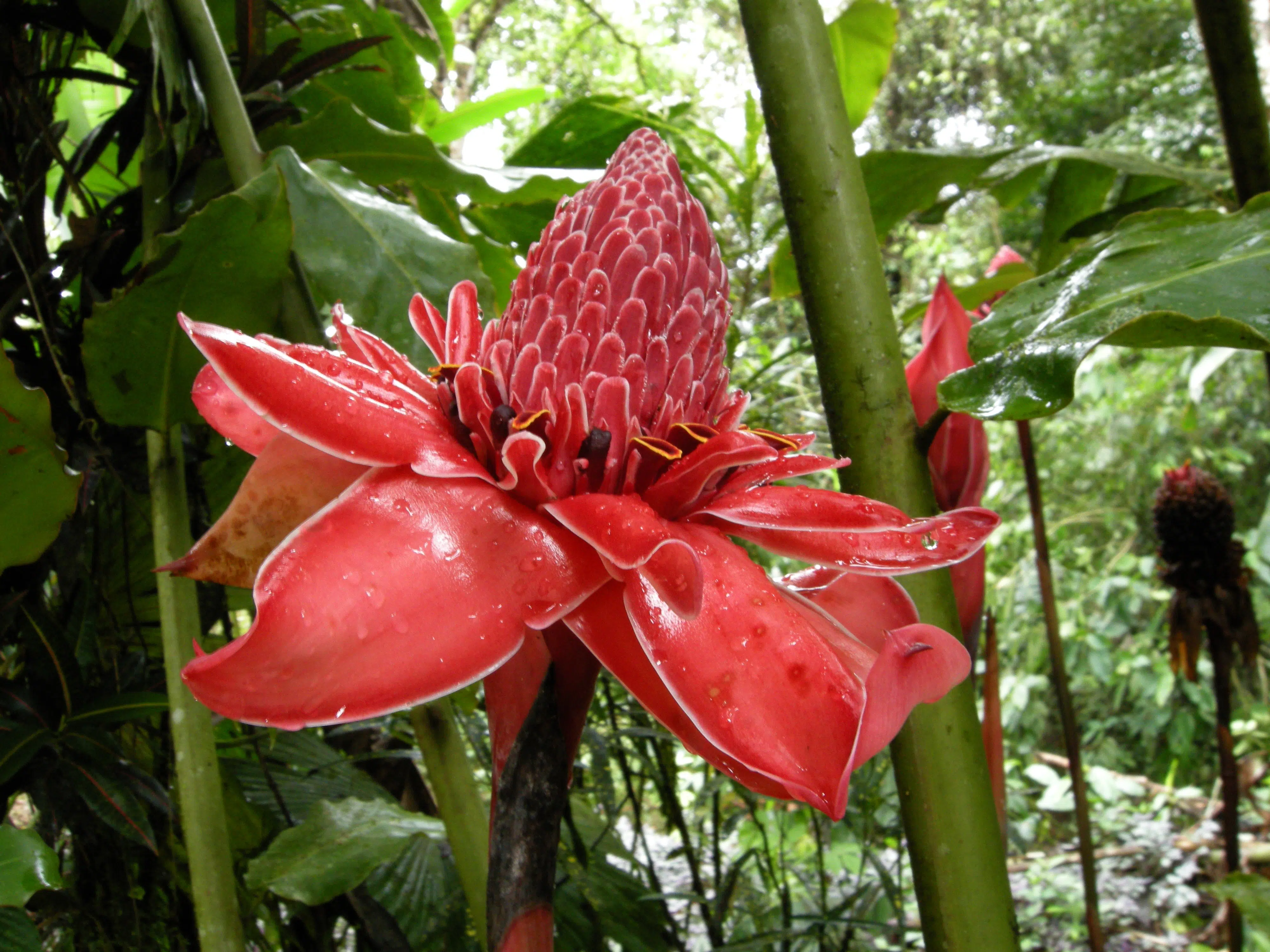 Etlingera elatior in Costa Rica tropical rain forest