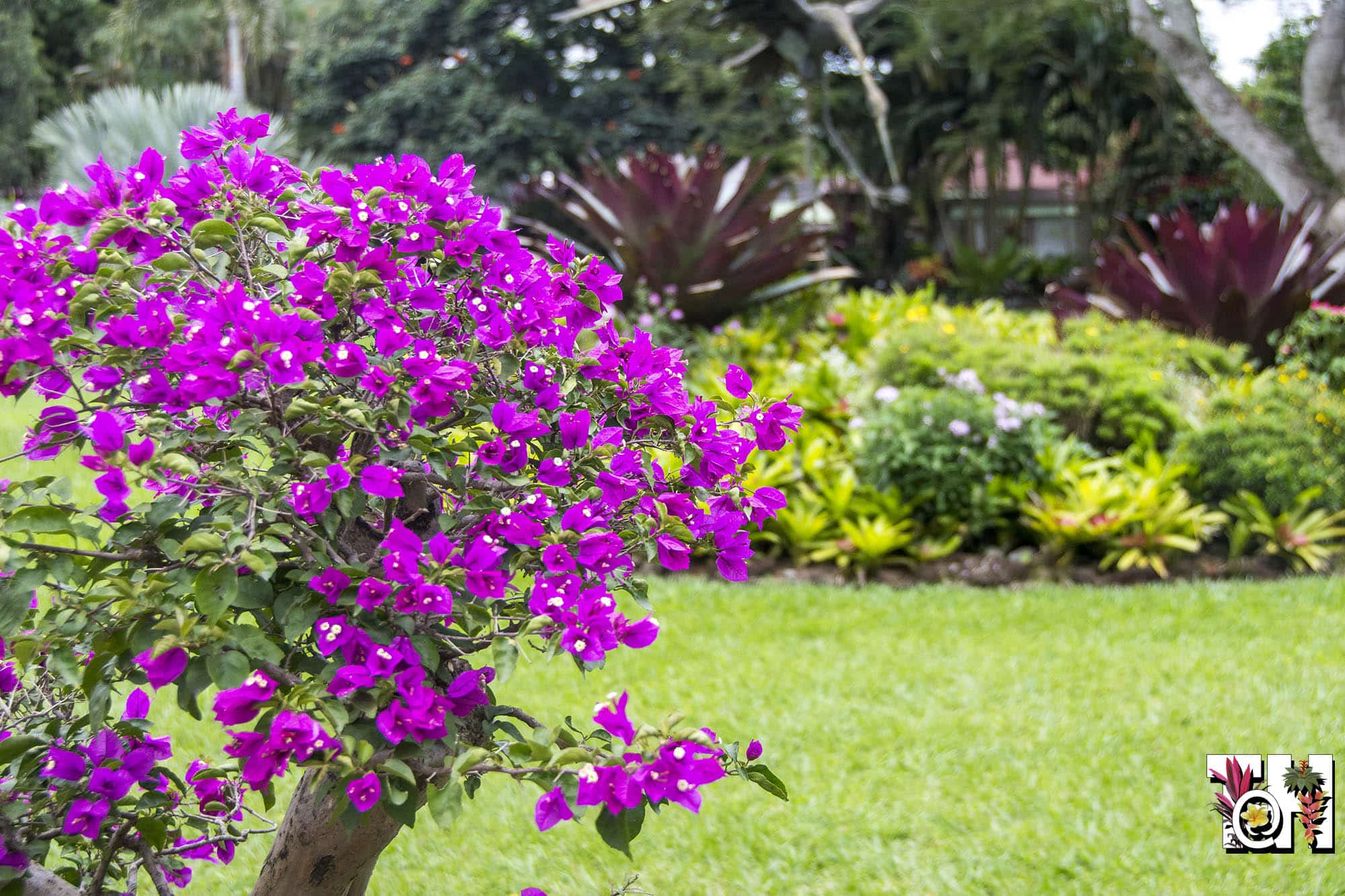 Best Tropical Garden Hotels - Hotel Bougainvillea