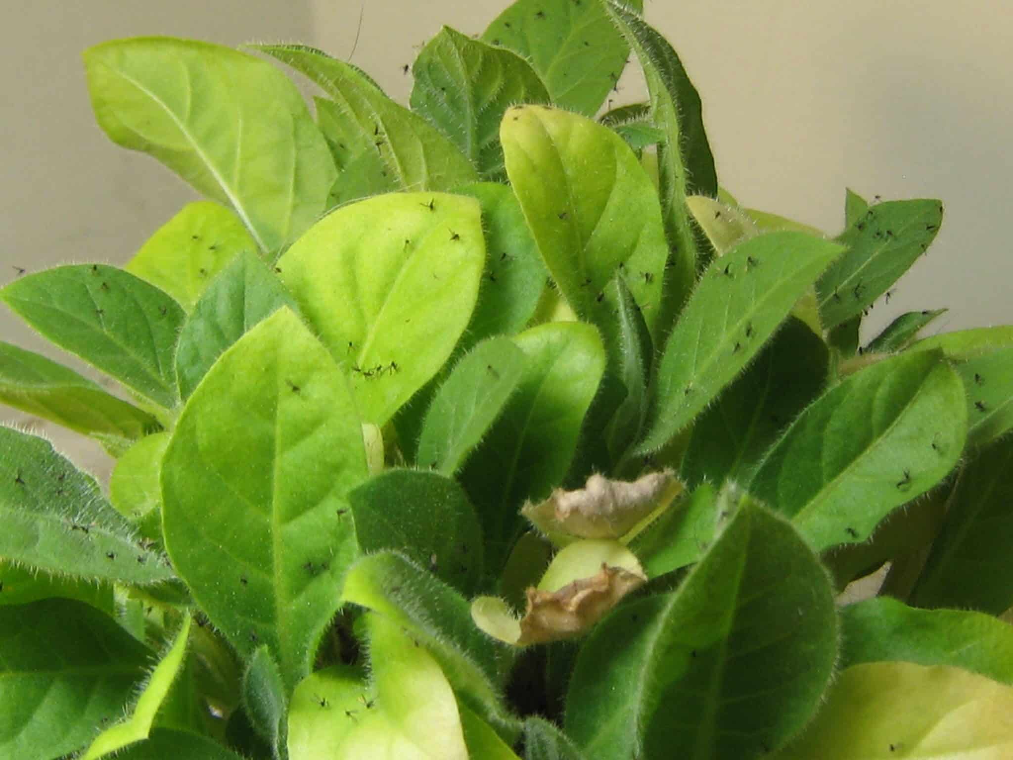 How to avoid flies in your newly potted plants