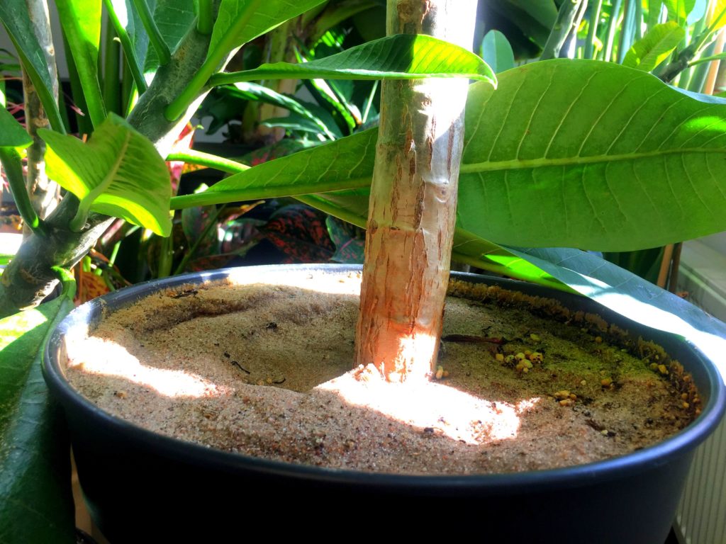 Sand layer in a pot