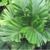 Areca catechu dwarf