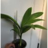 Areca catechu dwarf