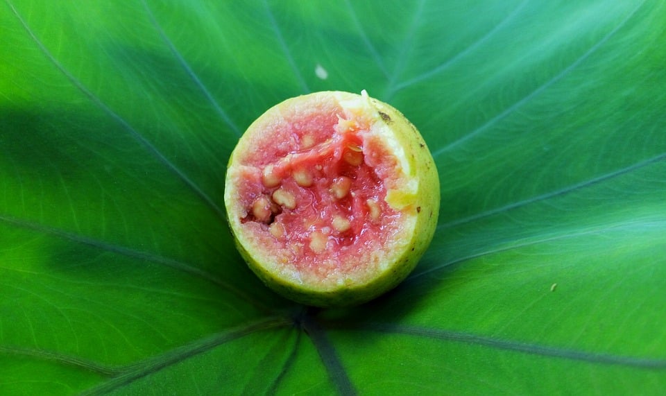 Pink guava fruit
