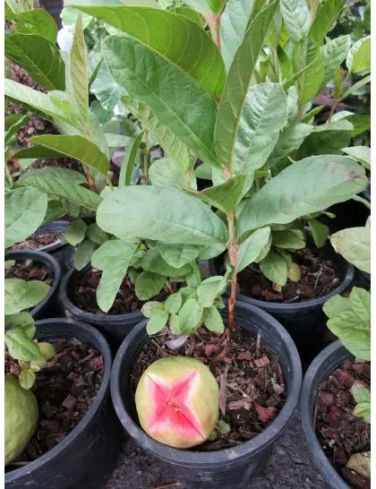 Potted pink guava