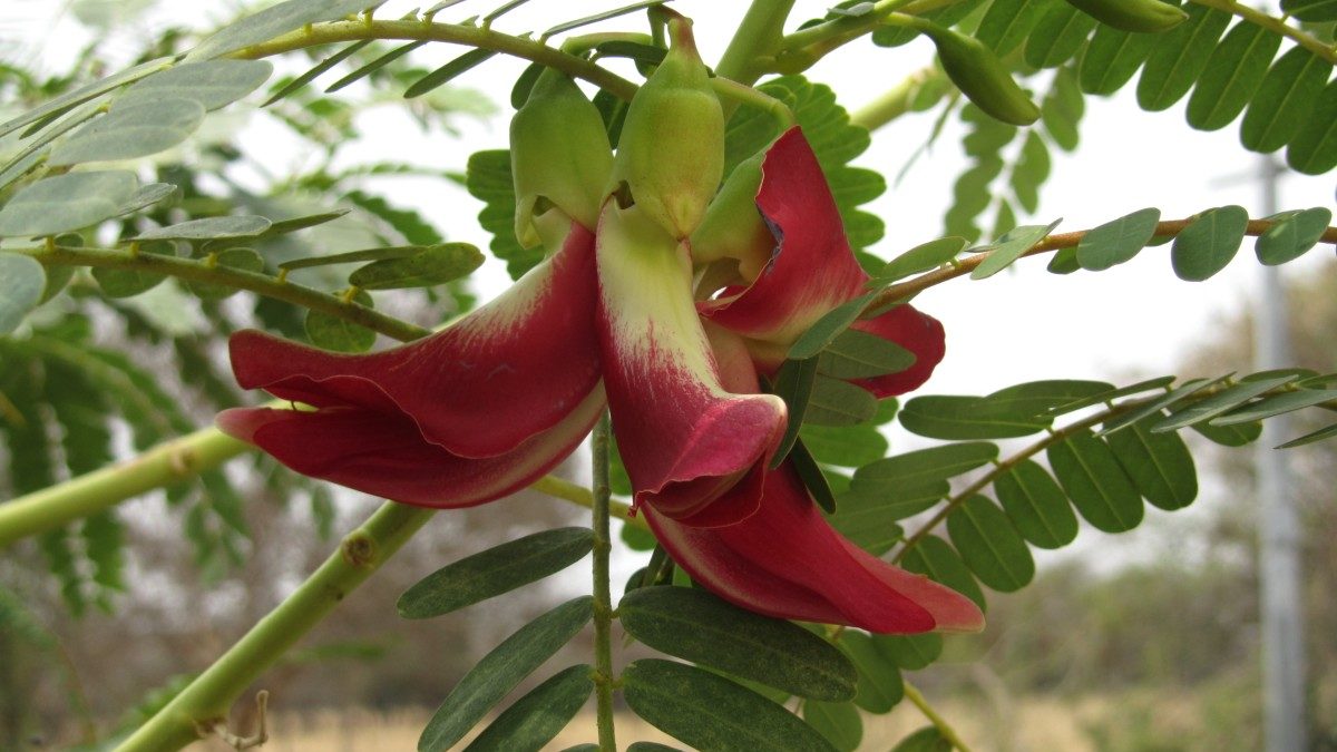 20 Graines de SESBANIA-Grandiflora-Hummingbird-Tree Graines-Tropical-Plante-Plantes d'ornement rouge 