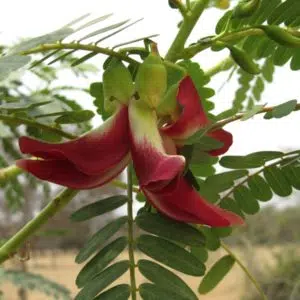 Hummingbird tree (Sesbania grandiflora) red
