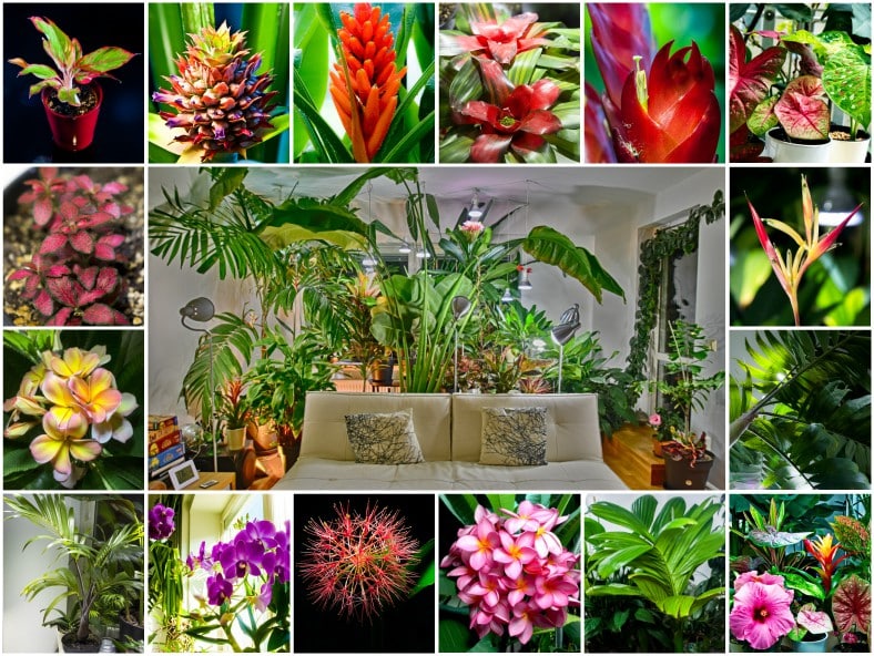 My tropical urban jungle… counted and classified