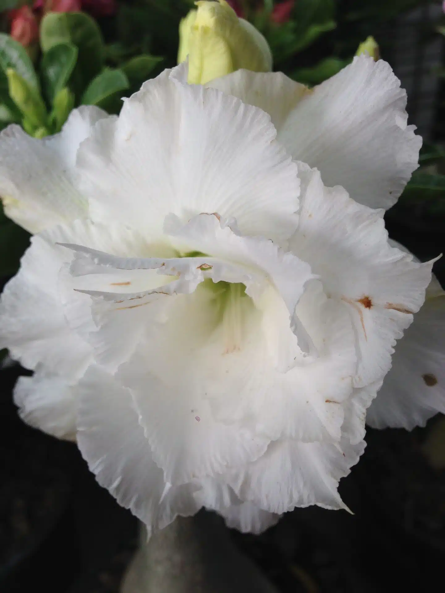 Buy Adenium (Desert rose) cultivar 'Numchok White' online