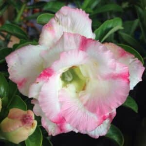 Buy Adenium (Desert rose) cultivar 'Snow White' online