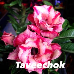 Buy Adenium (Desert rose) cultivar 'Taveechok' online