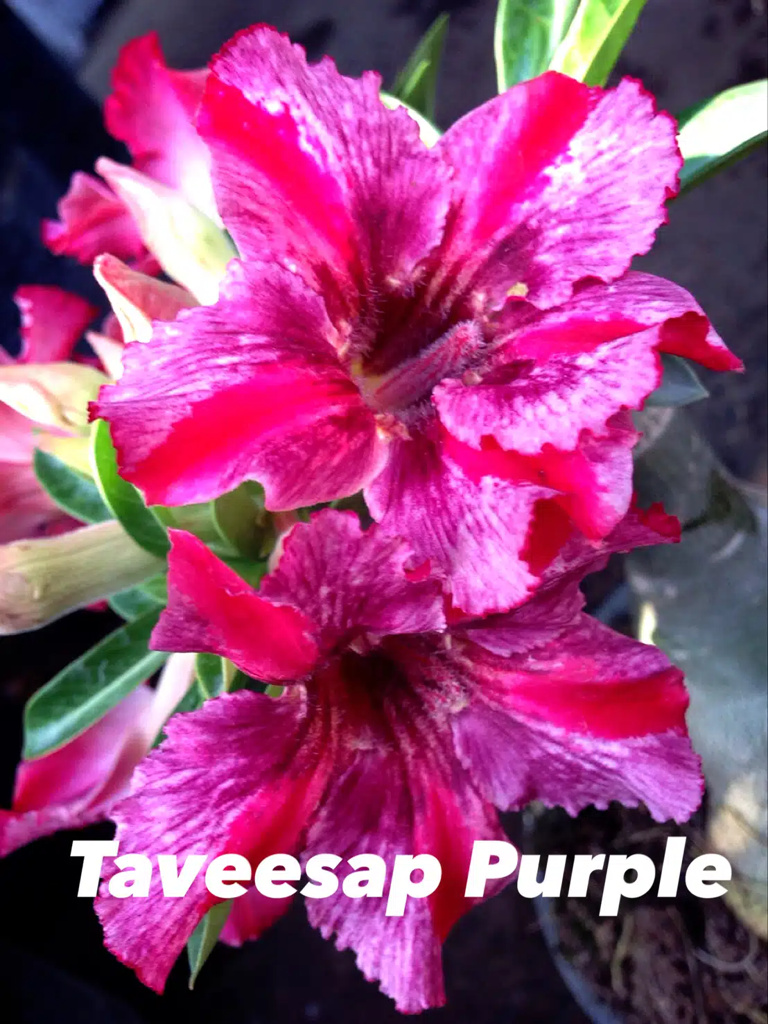 Buy Adenium (Desert rose) cultivar 'Taveesap Purple' online