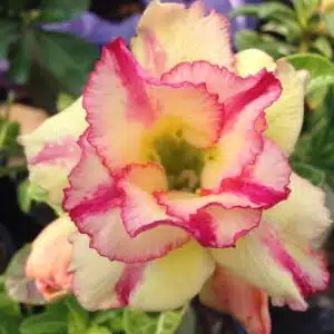 Buy Adenium (Desert rose) cultivar 'Thong Yod' online