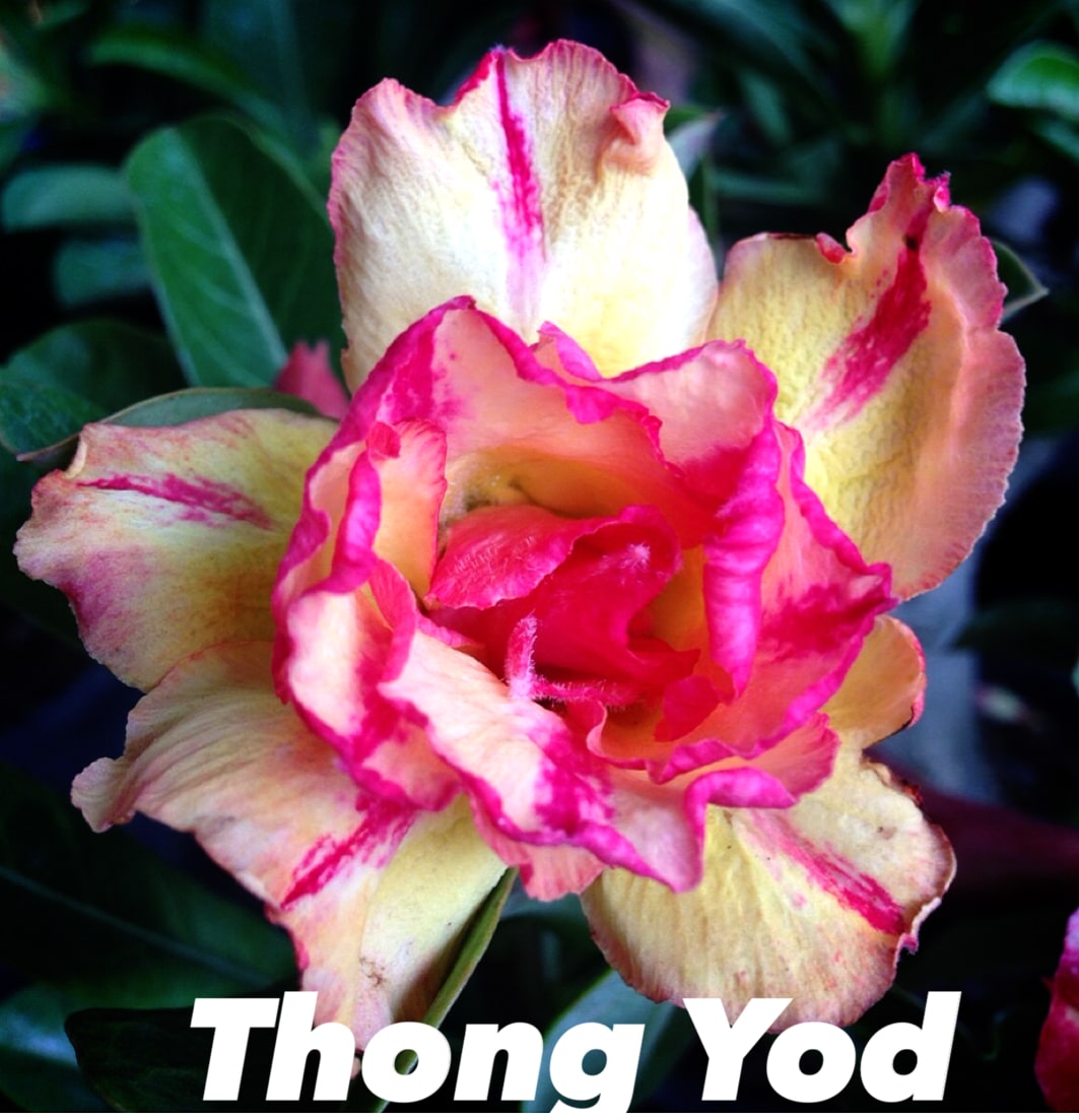 Adenium (Desert rose) cultivar 'Thong Yod' for sale