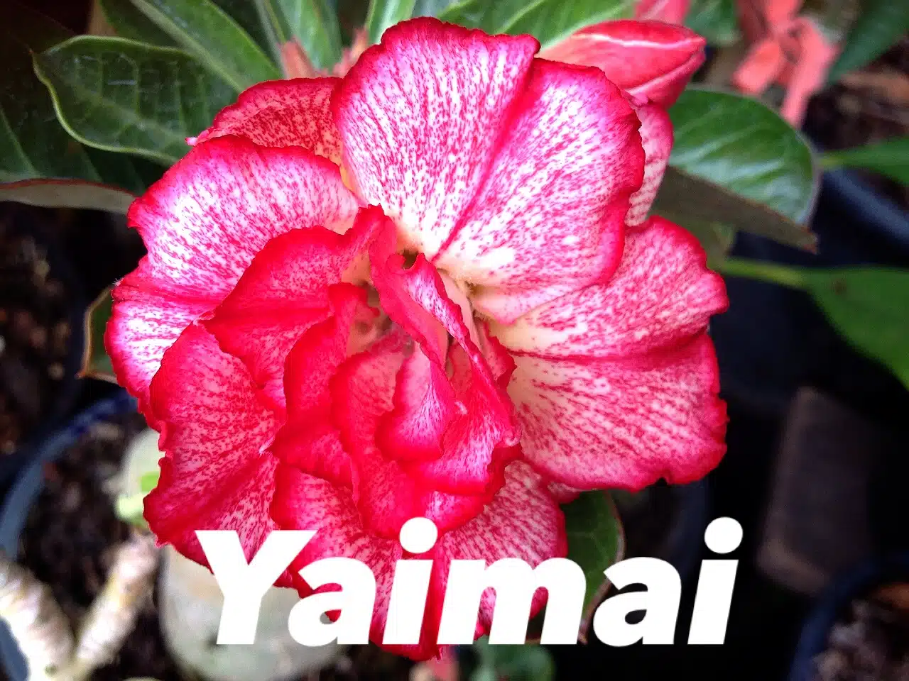 Buy Desert Rose Adenium obesum 'Yaimai' online