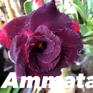 Buy Adenium (Desert Rose) 'Ammata' online