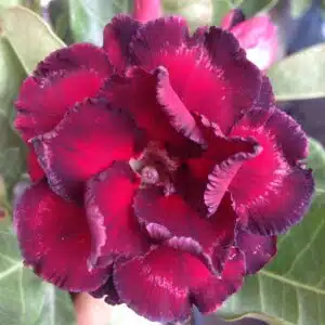 Adenium (Desert Rose) 'Ammata' for sale