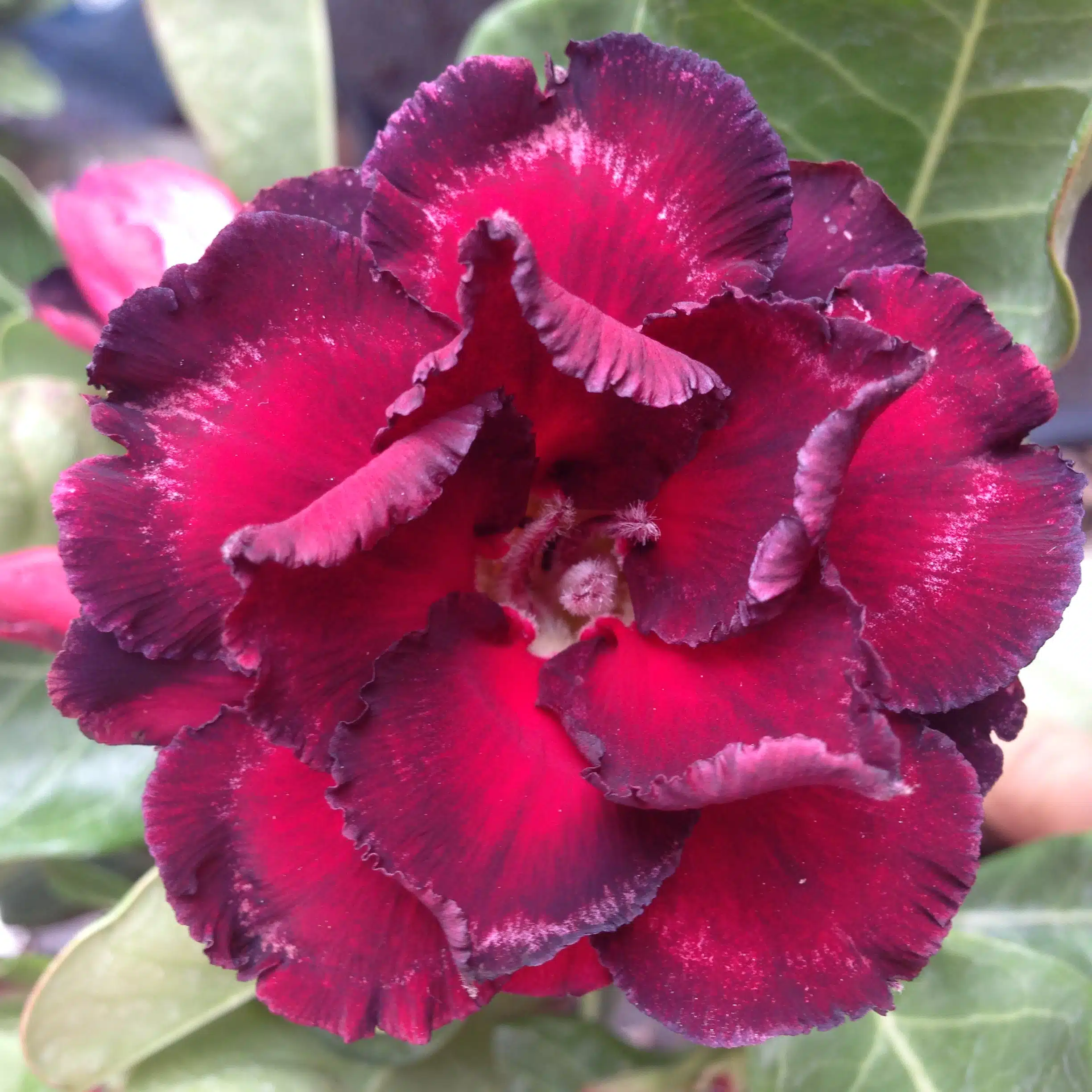 Adenium (Desert Rose) 'Ammata' for sale