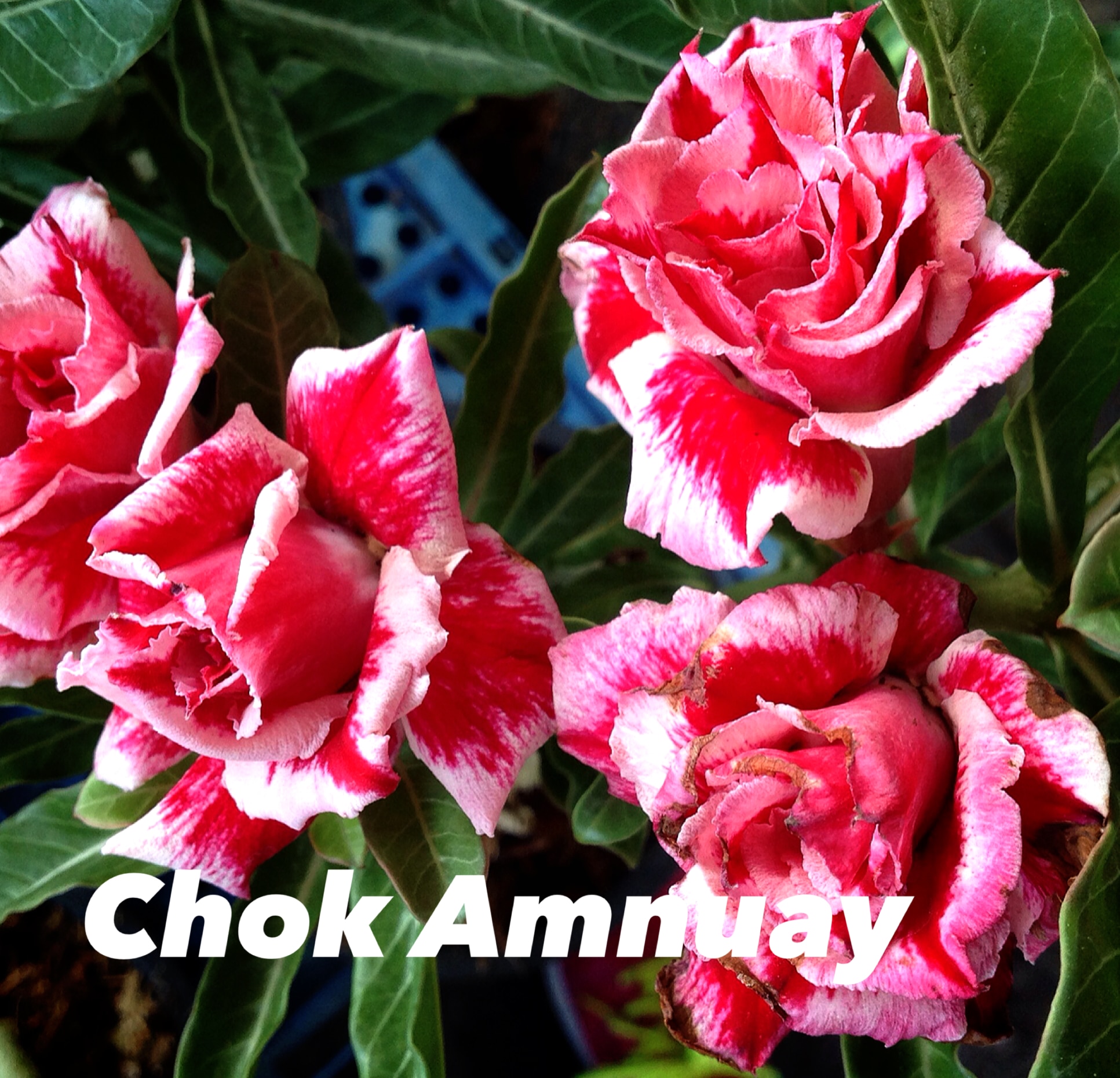 Buy Adenium (Desert Rose) 'Chohk Amnuay' online