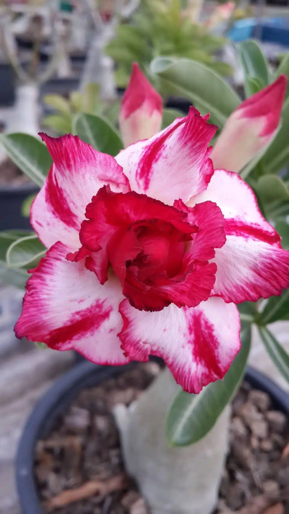 Buy Adenium (Desert Rose) 'Phet Mongkon' online