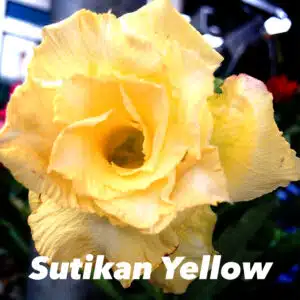 Buy Adenium (Desert rose) cultivar 'Sutikan Yellow' online