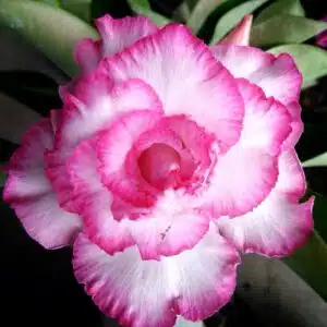 Buy Adenium (Desert rose) cultivar 'Good Luck' online