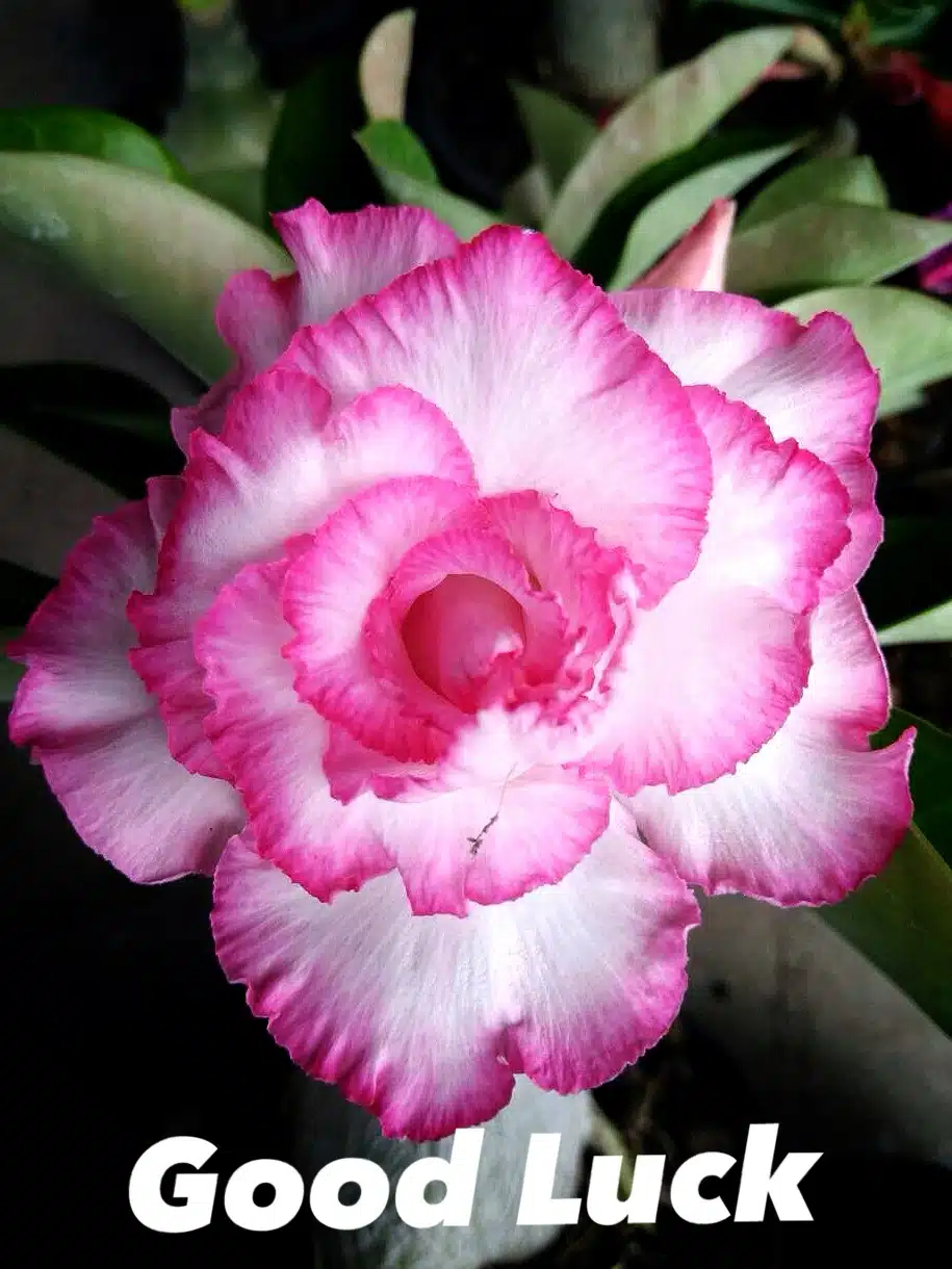 Buy Adenium (Desert rose) cultivar 'Good Luck' online