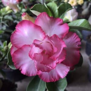 Adenium (Desert rose) cultivar 'Taveesap Purple' for sale