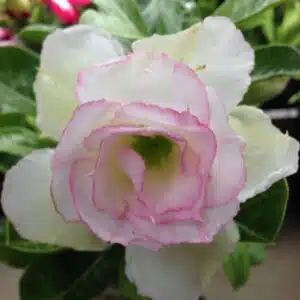 Buy Adenium (Desert rose) cultivar 'White Rose' online