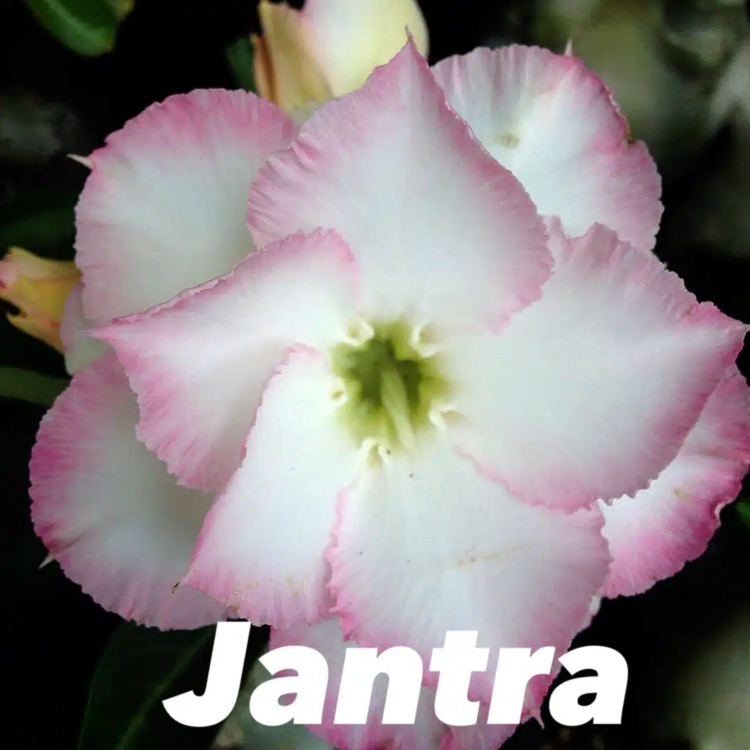 Buy Adenium (Desert Rose) 'Jantra' online