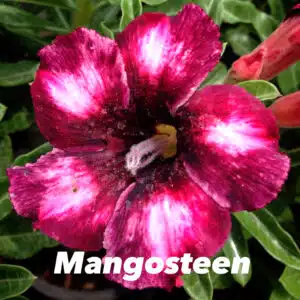 Adenium (Desert Rose) 'Mangosteen' online store