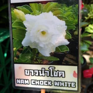 Adenium obessum 'Nam Chock White'