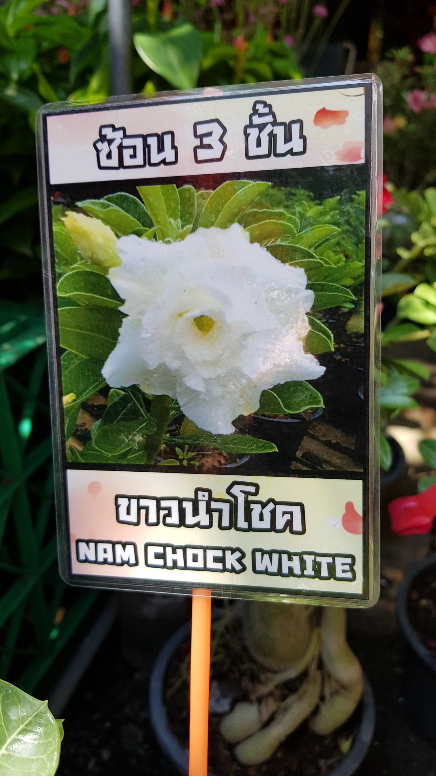 Adenium obessum 'Nam Chock White'