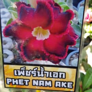 Adenium obessum 'Phet Nam Ake'