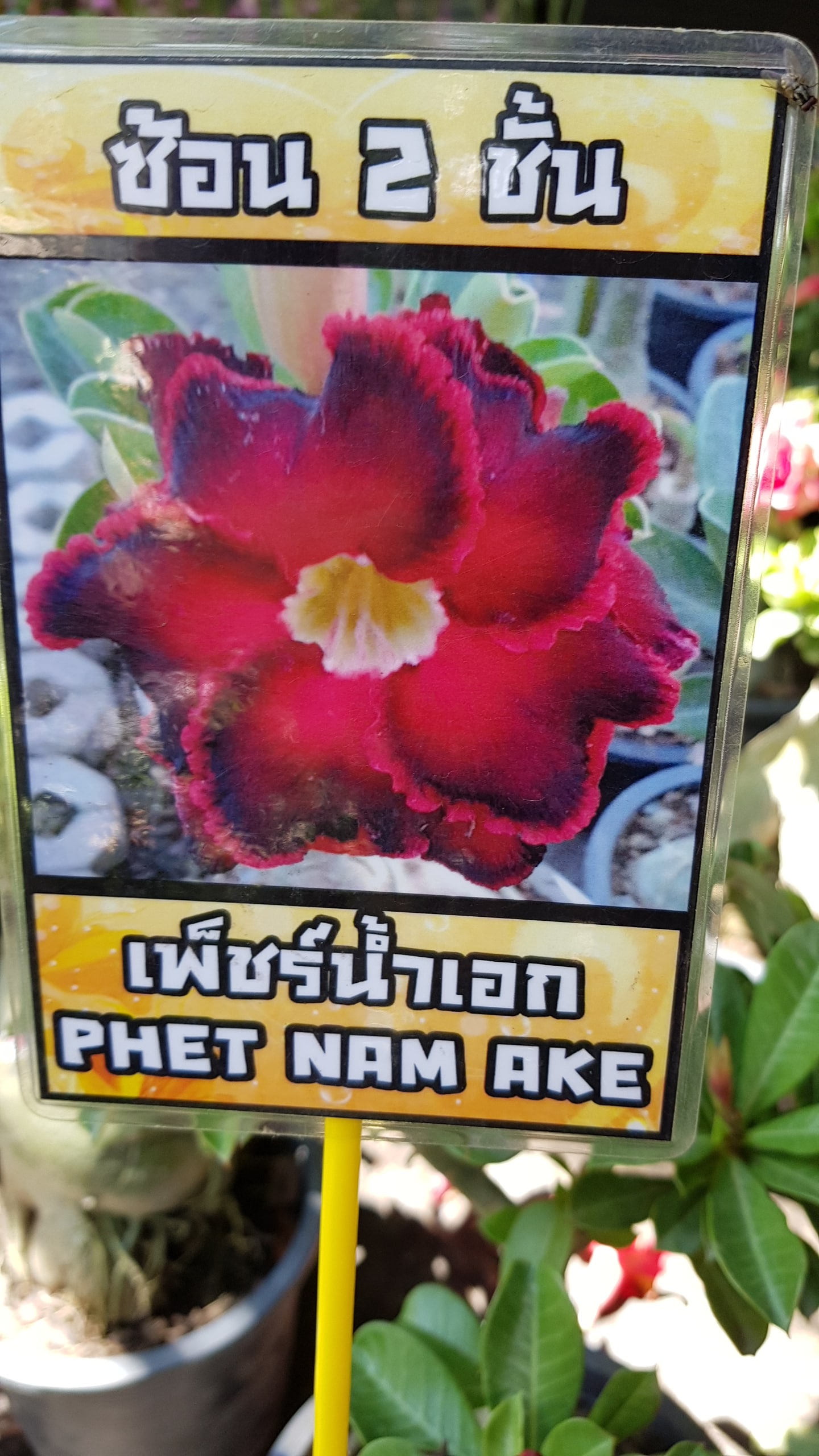 Adenium obessum 'Phet Nam Ake'