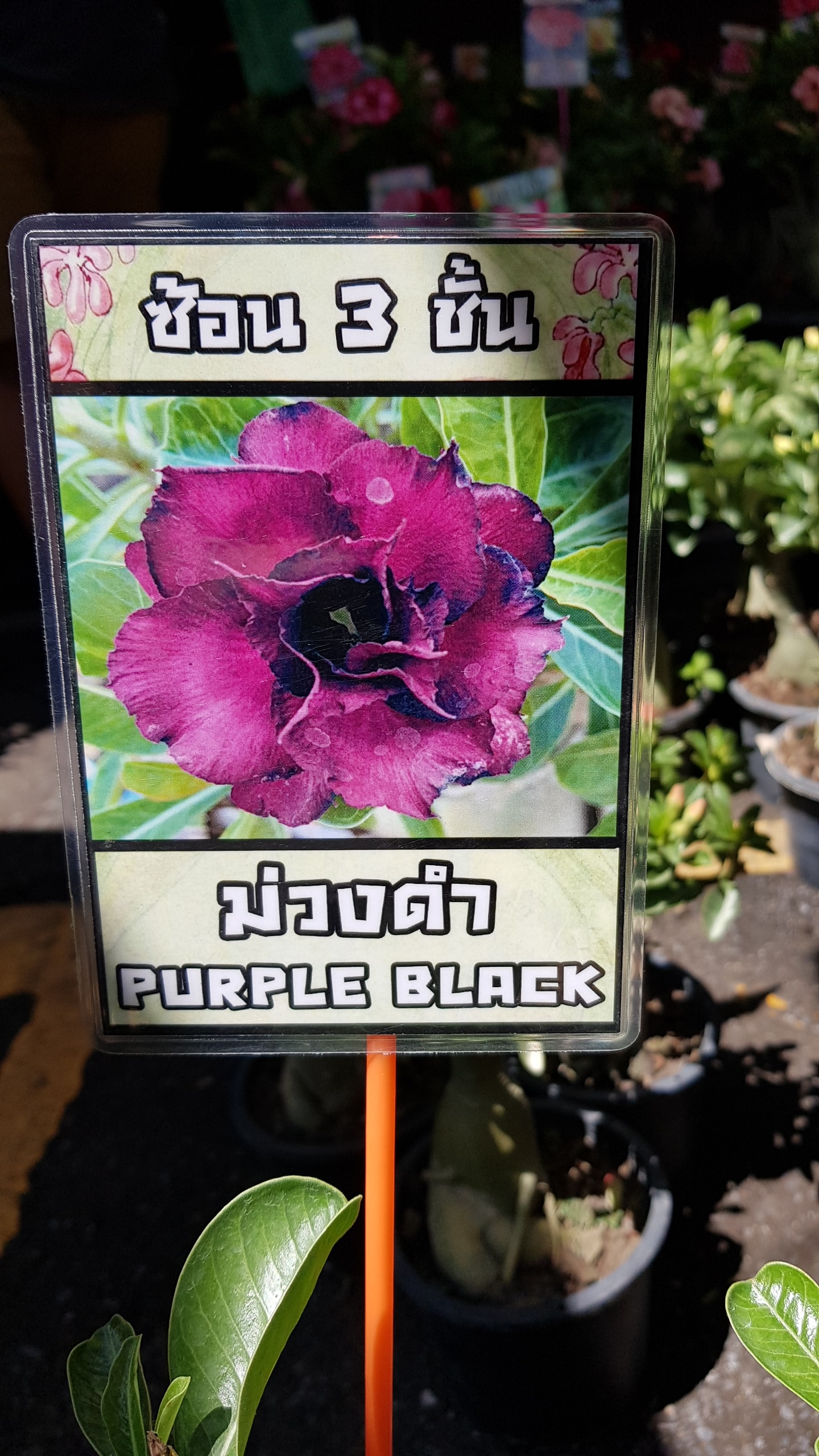 Adenium obessum 'Purple black'
