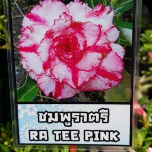 Adenium obessum 'Ra Tee Pink'