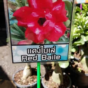 Adenium obessum 'Red Baile'