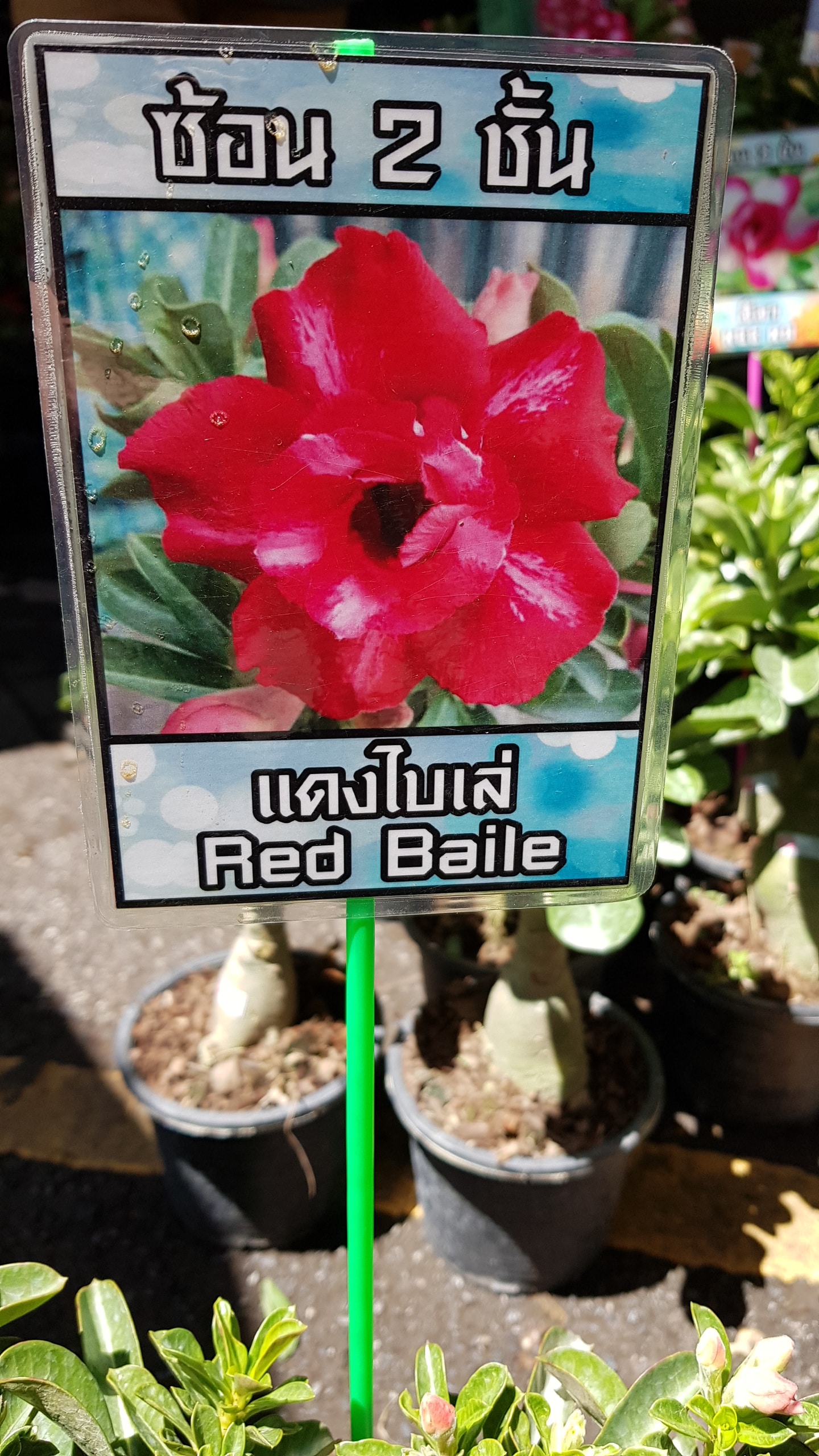 Adenium obessum 'Red Baile'