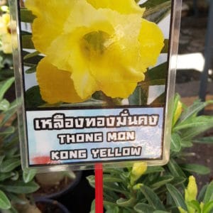 Adenium obessum 'Thong Mon Kong Yellow'